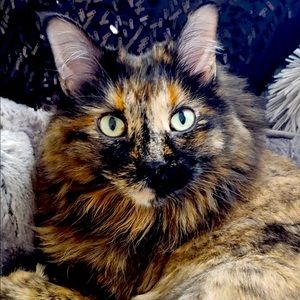 Meet your Posher, Chelsie